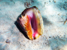 Conch Shell Under The Sea