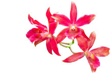 Red Cattleya Orchid Isolated On White