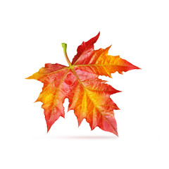 Wall Mural - Red maple leaf isolated