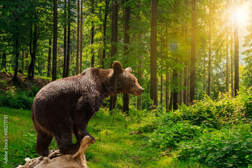 Fotomural curious little bear in the forest