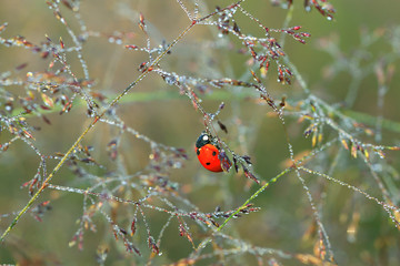 Sticker - macro the ladybug sits on a grass