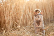 Cat In Field Of Wheat