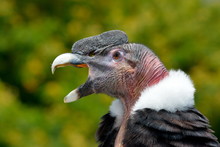 Andean Condor (Vultur Gryphus)