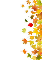 Wall Mural - Maple autumn falling leaves, vector illustration.
