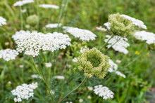 Wild Carrot Plants Blooming And Budding