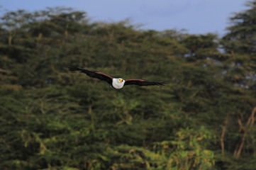 Poster - African fish eagle in fly at Naivasha Lake, Kenya