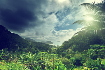 Wall Mural - jungle of seychelles island
