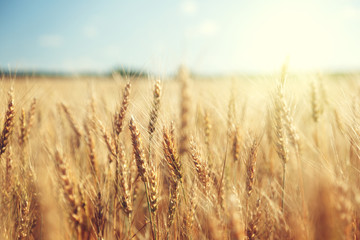 Wall Mural - golden wheat field and sunny day