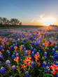 Bluebonnet and Indian paintbrush wildflowers filed, Texas