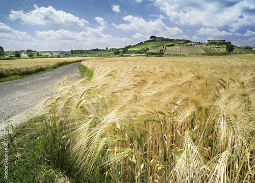 Naklejka na szybę Cereal crops and farm in Tuscany