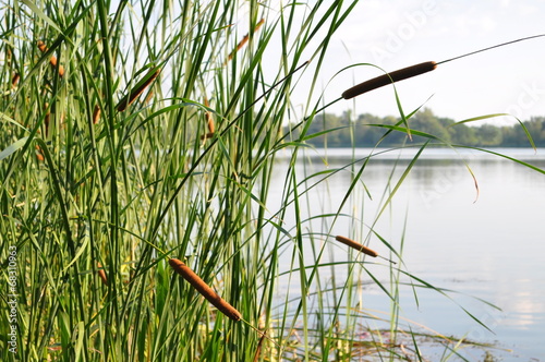 Tapeta ścienna na wymiar reeds