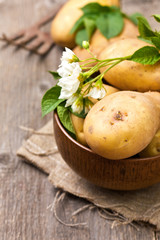 Wall Mural - autumn harvest potatoes on wooden background (rustic style)