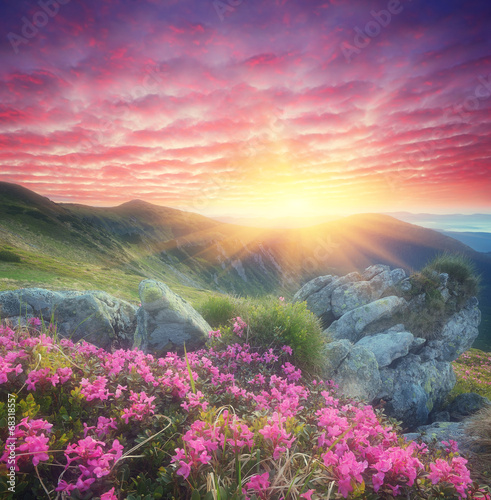 Nowoczesny obraz na płótnie Dawn with flowers in the mountains