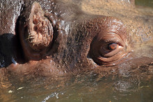 Closeup View Of A Hippopotamus In Water