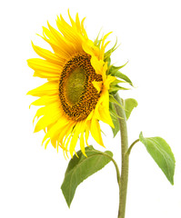 Wall Mural - Sunflower