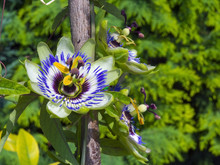Blue Passion Flower (Passiflora Caerulea)