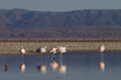 flamingos reflected in the Lake (Andes in Chile)