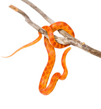 Creamsicle Corn Snake (Elaphe Guttata Guttata) On A Dry Branch.