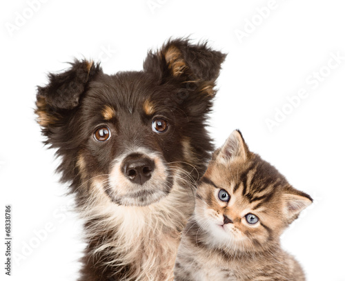 Naklejka ścienna closeup puppy dog and kitten together. isolated on white backgro