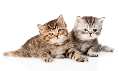 Poster - two british kittens looking at camera. isolated on white backgro