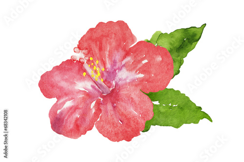 赤いハイビスカスの花 水彩イラスト Stock Illustration Adobe Stock