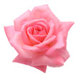 pink rose isolated on white backgroud