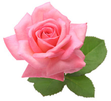 Pink Rose With Leaves