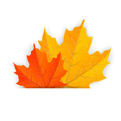 maple leaves - illustration