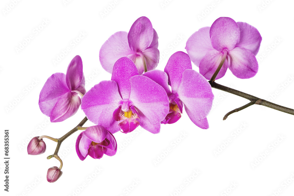 Orchid on White - obrazy, fototapety, plakaty 