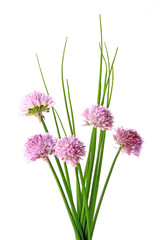 Wall Mural - Schnittlauch (Allium schoenoprasum)