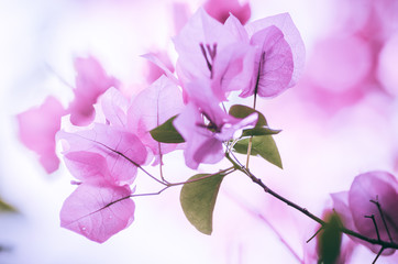 Wall Mural - Paper flowers or Bougainvillea vintage