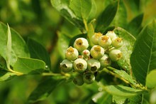 Unripe Blueberries With Dew