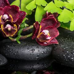 Beautiful spa setting of deep cherry orchid (phalaenopsis), gree