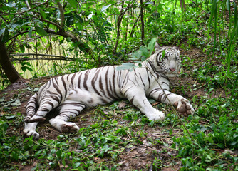 Poster - female white bengal tiger