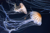 Fototapeta Do akwarium - Jellyfish swimming in the ocean