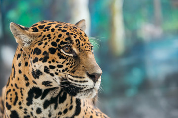 Canvas Print - jaguar ( Panthera onca )