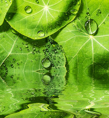 Wall Mural - a background from green dewy leaves