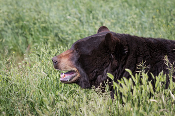 Wall Mural - adult black bear
