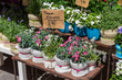 © shosmikov - Fleurs en pot