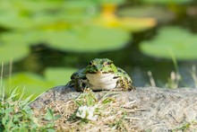 Front View Of A Green Frog With Pond In The Background