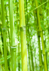  Trzcina bambusowa