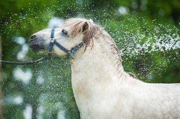 Wall Mural - White shetland pony enjoying the shower outdoors