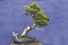 Bonsai Tree Juniper China (Juniperus Chinensis)