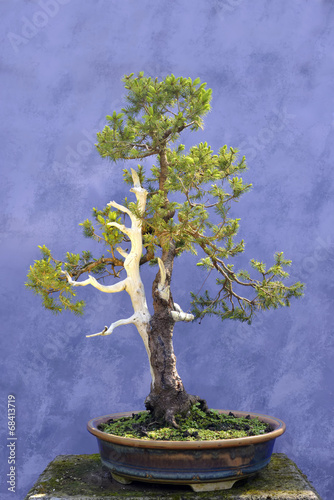 Naklejka na szybę Bonsai tree European spruce (Picea abies)