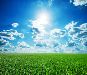Wall Mural - green field