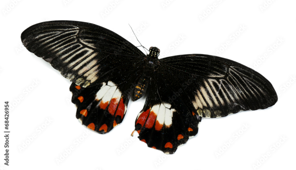 Beautiful butterfly, isolated on white