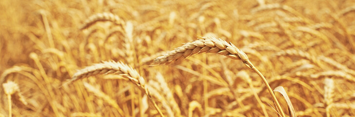 wheat field. natural background