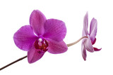 Fototapeta Storczyk - pink orchid flowers isolated on white