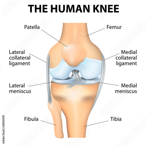 Naklejka - mata magnetyczna na lodówkę Human Knee Anatomy