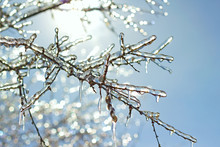 Icy Tree Branches In The Sunlight
